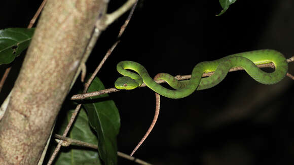 Image of <i>Trimeresurus sabahi buniana</i>