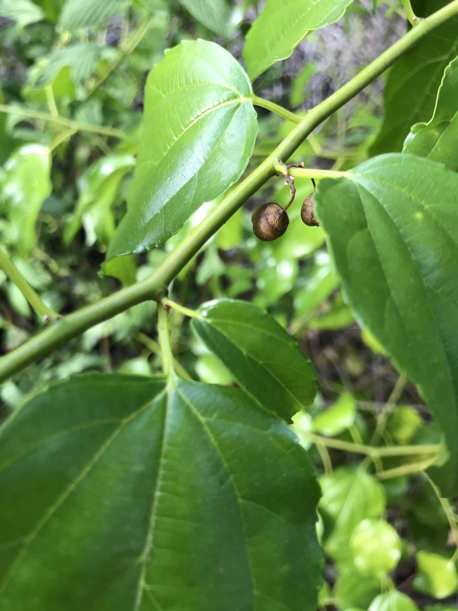 Image of Asian nakedwood