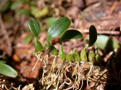 Image de Bulbophyllum inconspicuum Maxim.