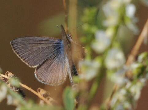 Image of Lang's Short-tailed Blue