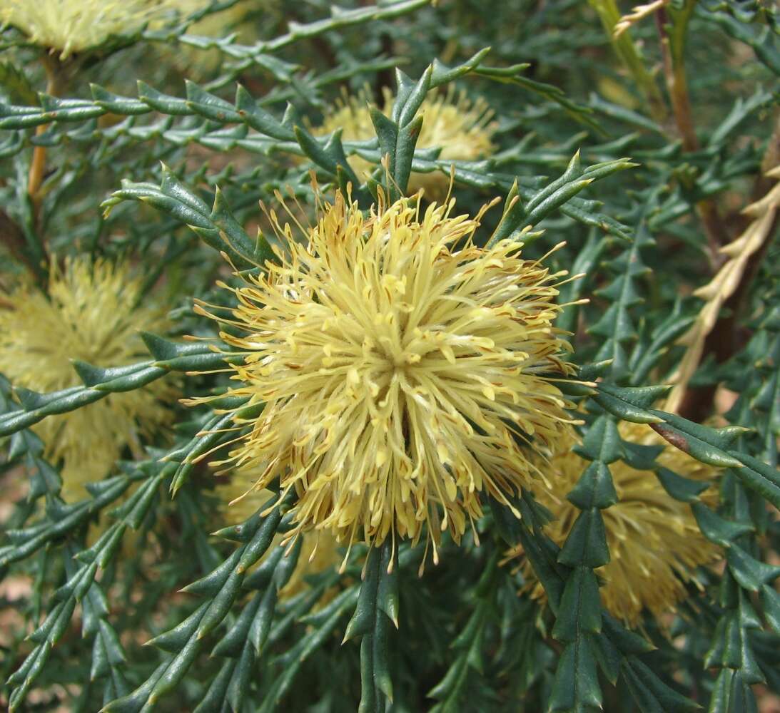 Imagem de Banksia polycephala (Benth.) A. R. Mast & K. R. Thiele