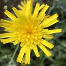 Image of spotted hawkweed