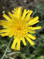 Imagem de Hieracium maculatum Schrank