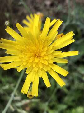 Image of spotted hawkweed