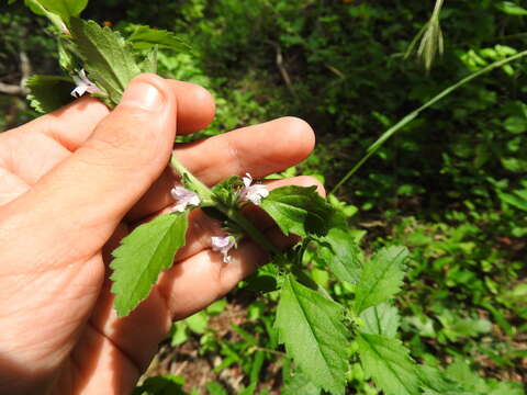 Image of Capraria frutescens (Mill.) Britton