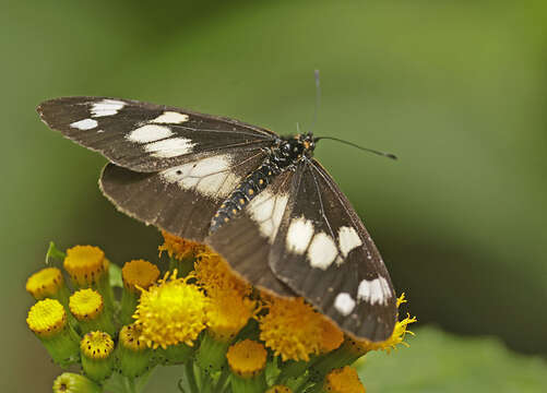 Image of Acraea ansorgei Grose-Smith 1898