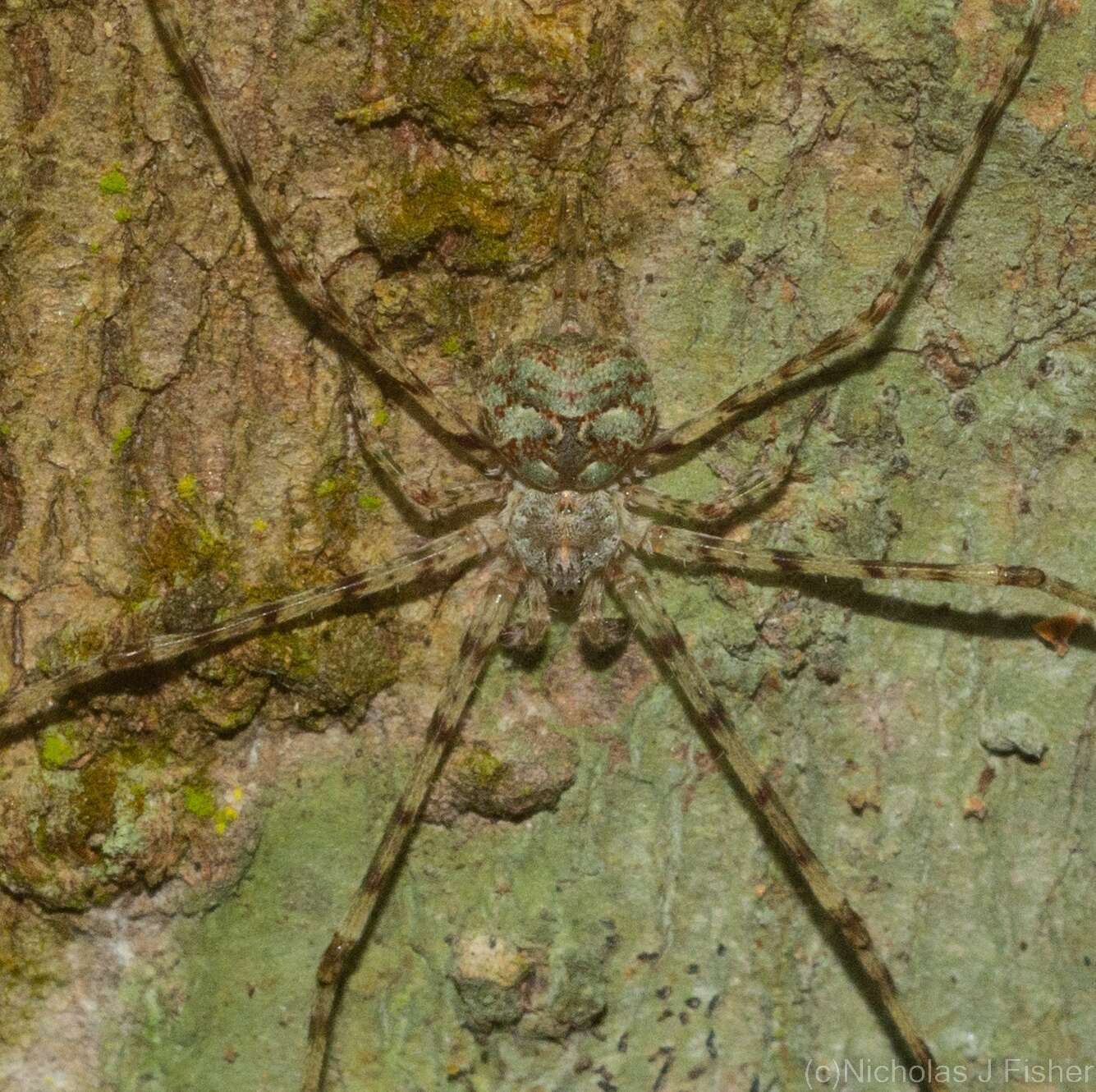 Image of Tamopsis tweedensis Baehr & Baehr 1987