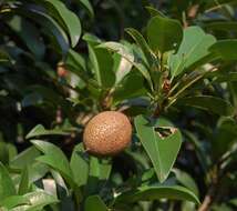 Image of sapodilla