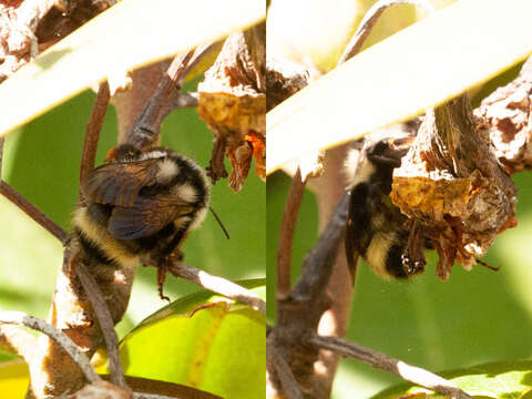 Image of Bombus vancouverensis Cresson 1879