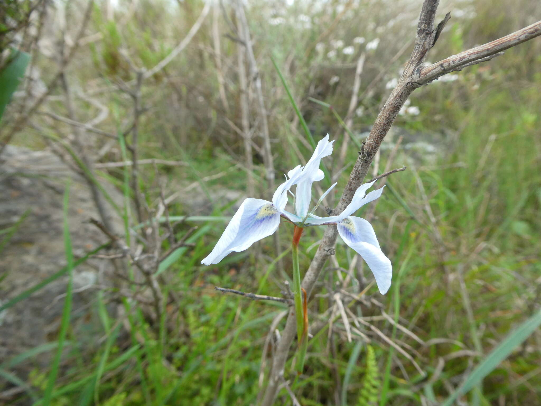 Image of Moraea punctata Baker