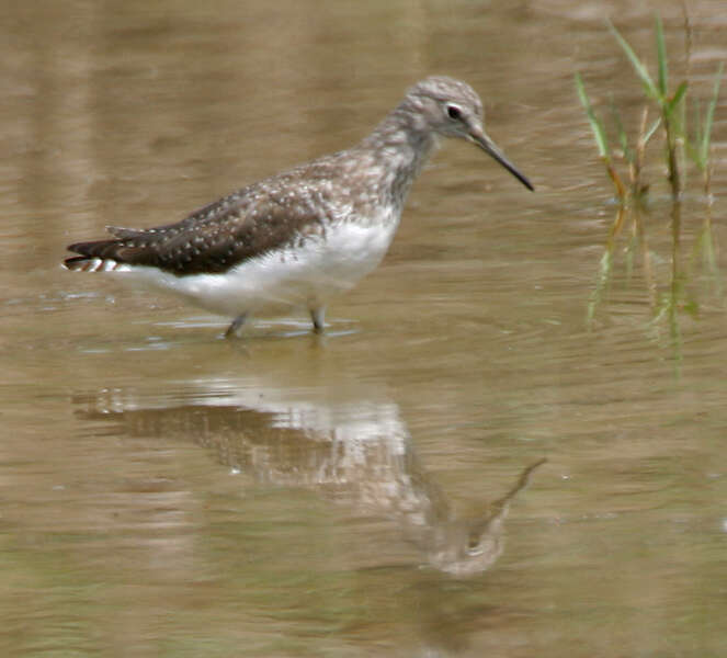 Image of Green Sandpiper