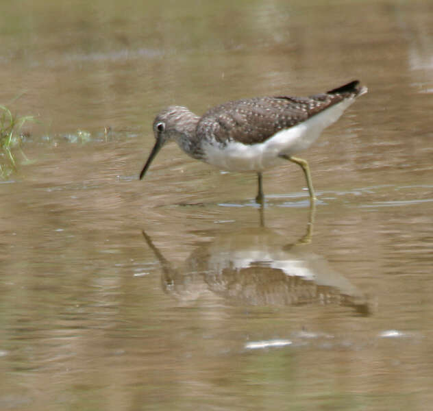 Image of Green Sandpiper