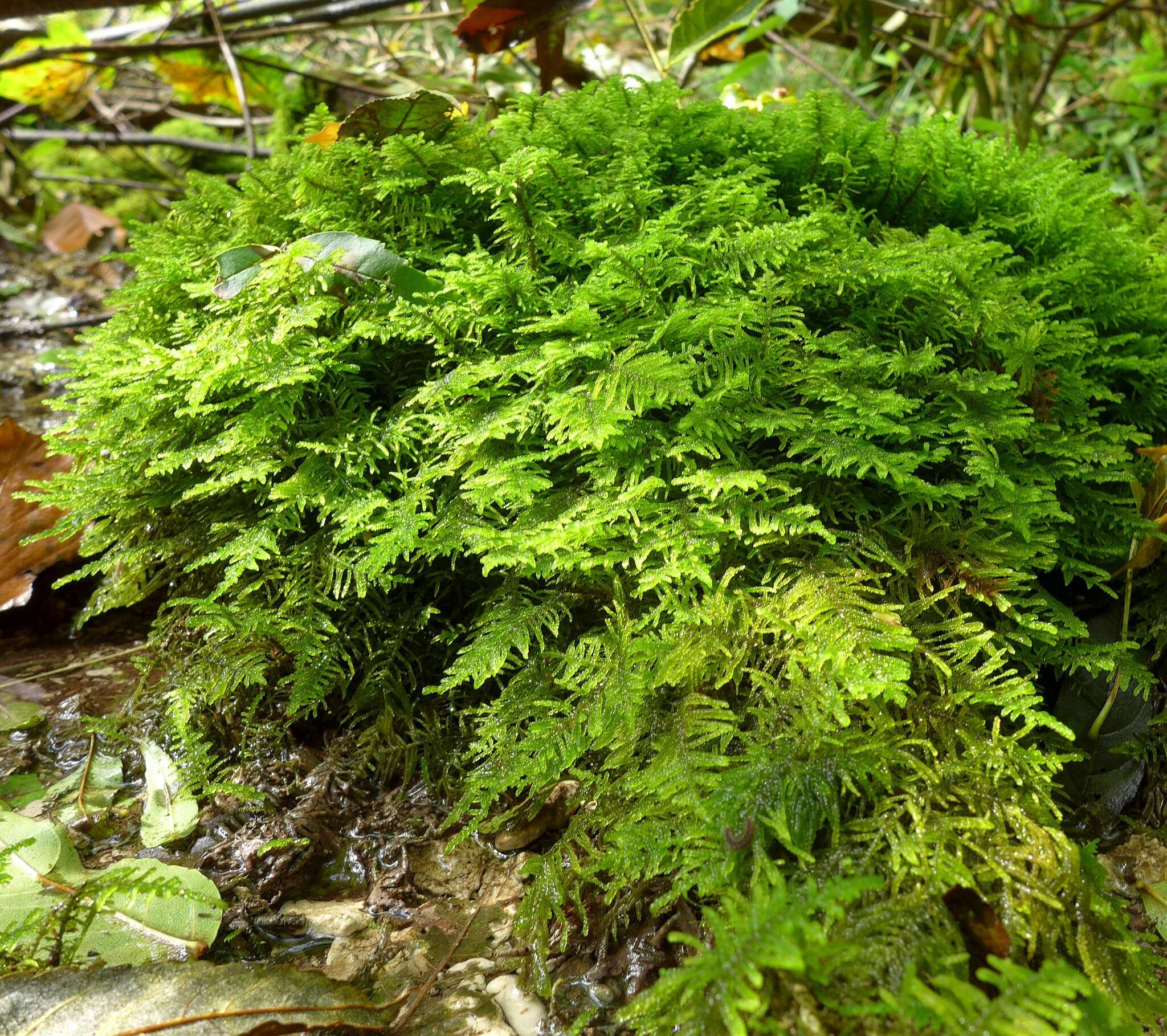 Image of palustriella moss