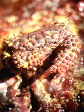 Image of lumpy rubble crab