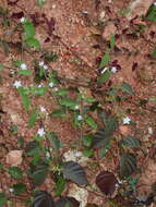 Image of Jacquemontia paniculata (Burm. fil.) Hall. fil.