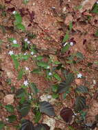 Sivun Jacquemontia paniculata (Burm. fil.) Hall. fil. kuva