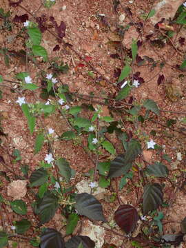 Imagem de Jacquemontia paniculata (Burm. fil.) Hall. fil.