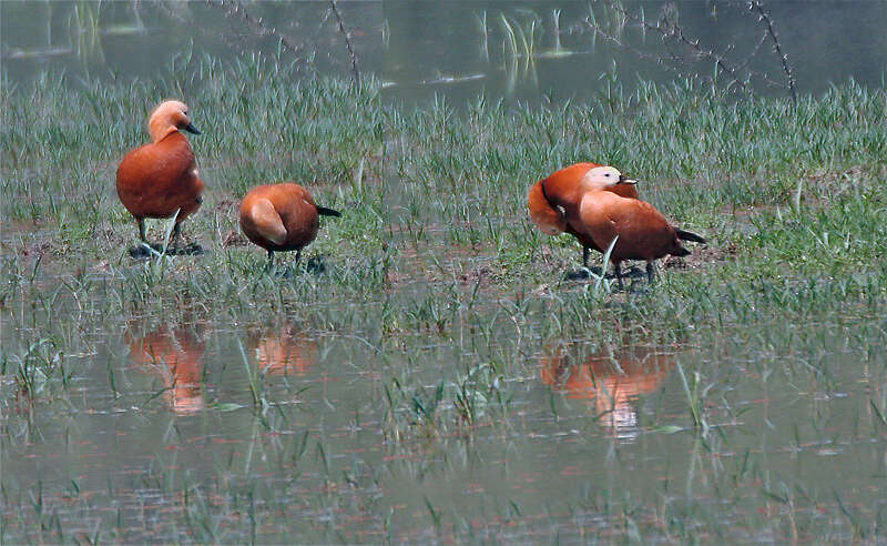 Image of Ruddy Shelduck