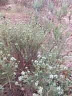 Image of Thymus capitellatus Hoffmanns. & Link