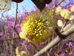 Image of goat willow