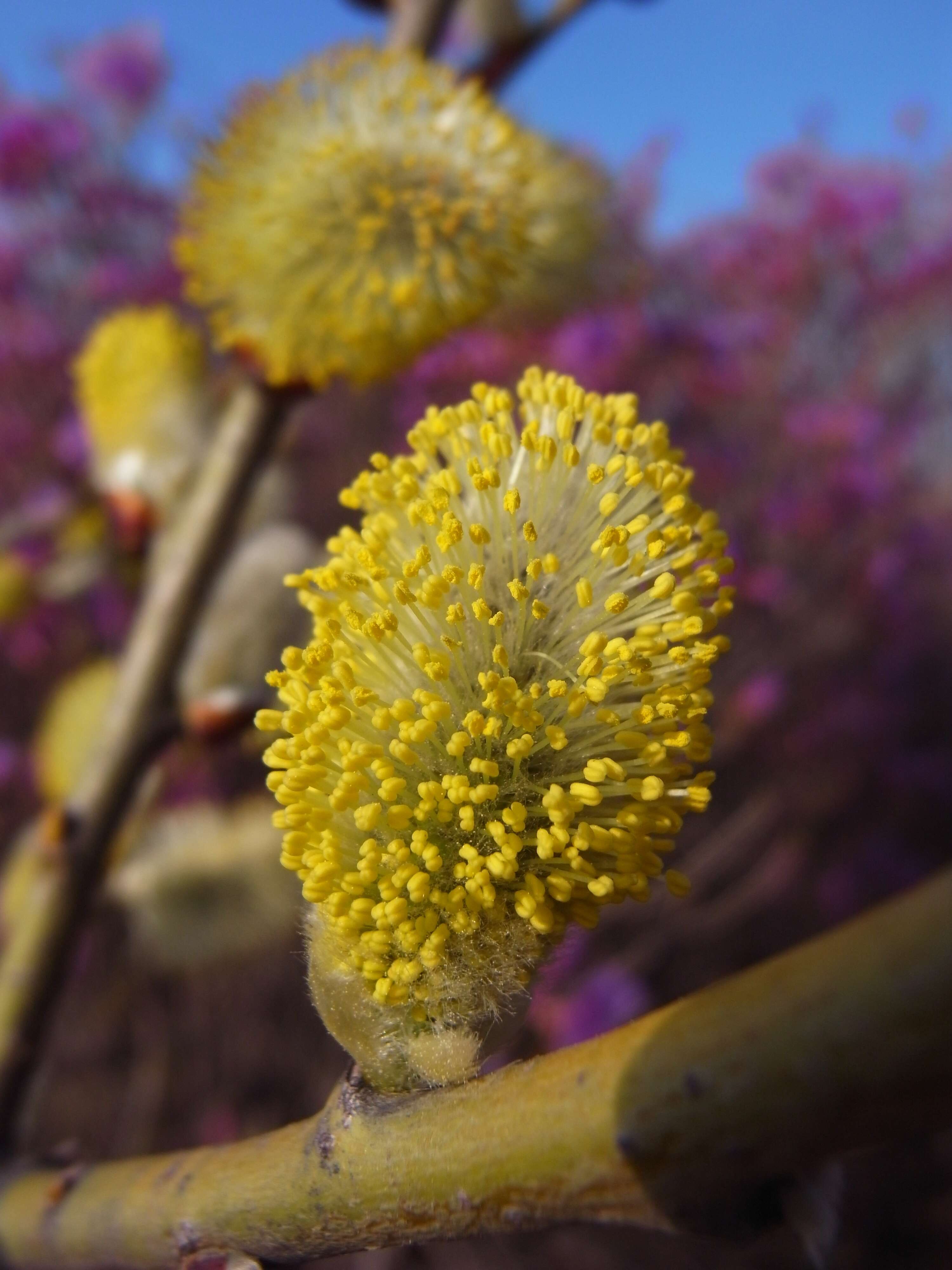 Image of goat willow