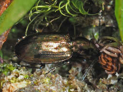 Bembidion (Princidium) punctulatum Drapiez 1820的圖片