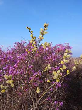 Image of goat willow