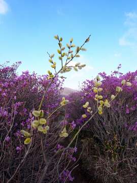 Image of goat willow