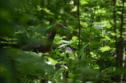 Image of Eastern Thicket Tinamou