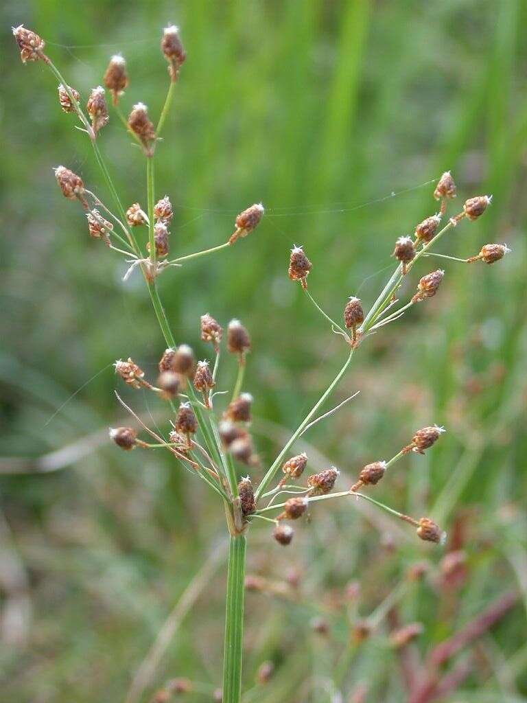 Image of grass-like fimbry