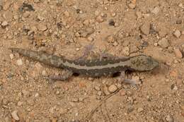Image of South Coast Gecko