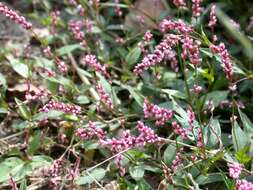 صورة Persicaria longiseta (De Bruyn) Kitagawa