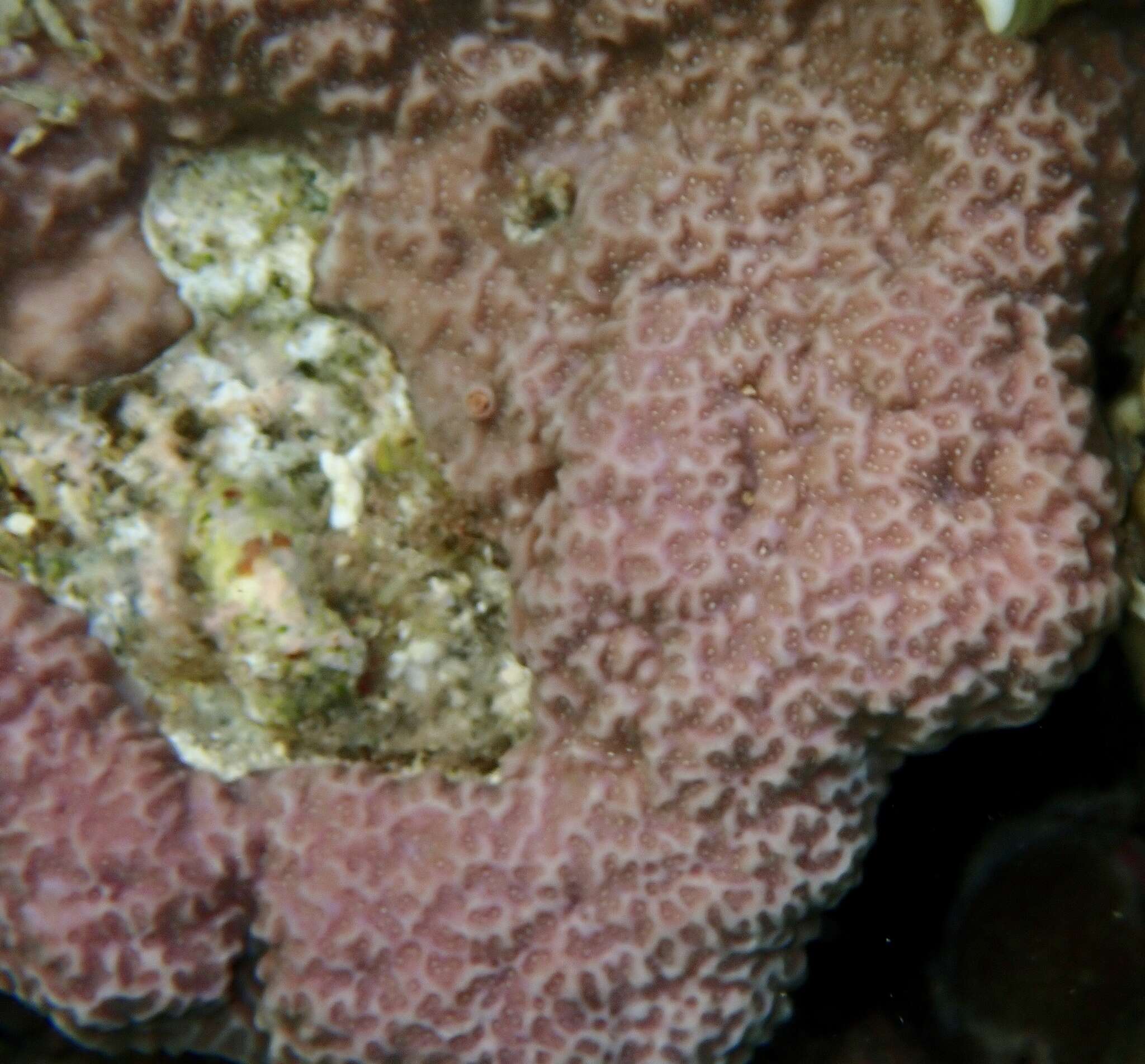 Image of Column coral