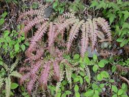 Image of Northern maidenhair fern