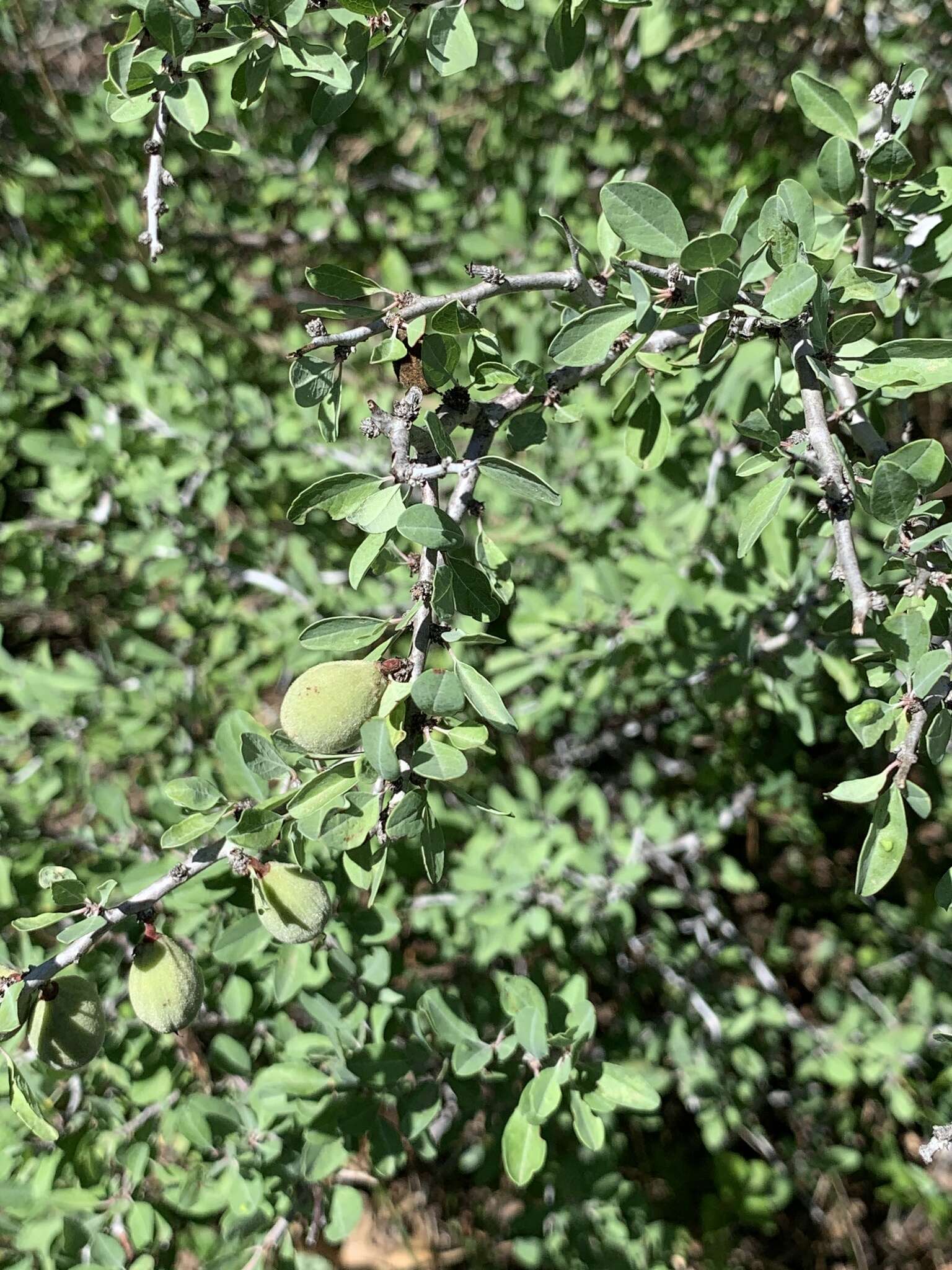 Imagem de Prunus minutiflora Engelm.