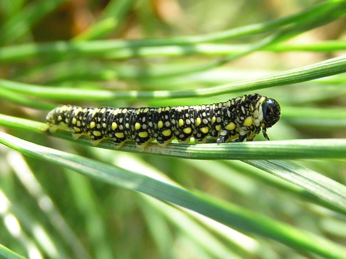 Plancia ëd Diprion similis (Hartig)