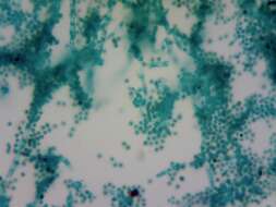 Image of Penicillium