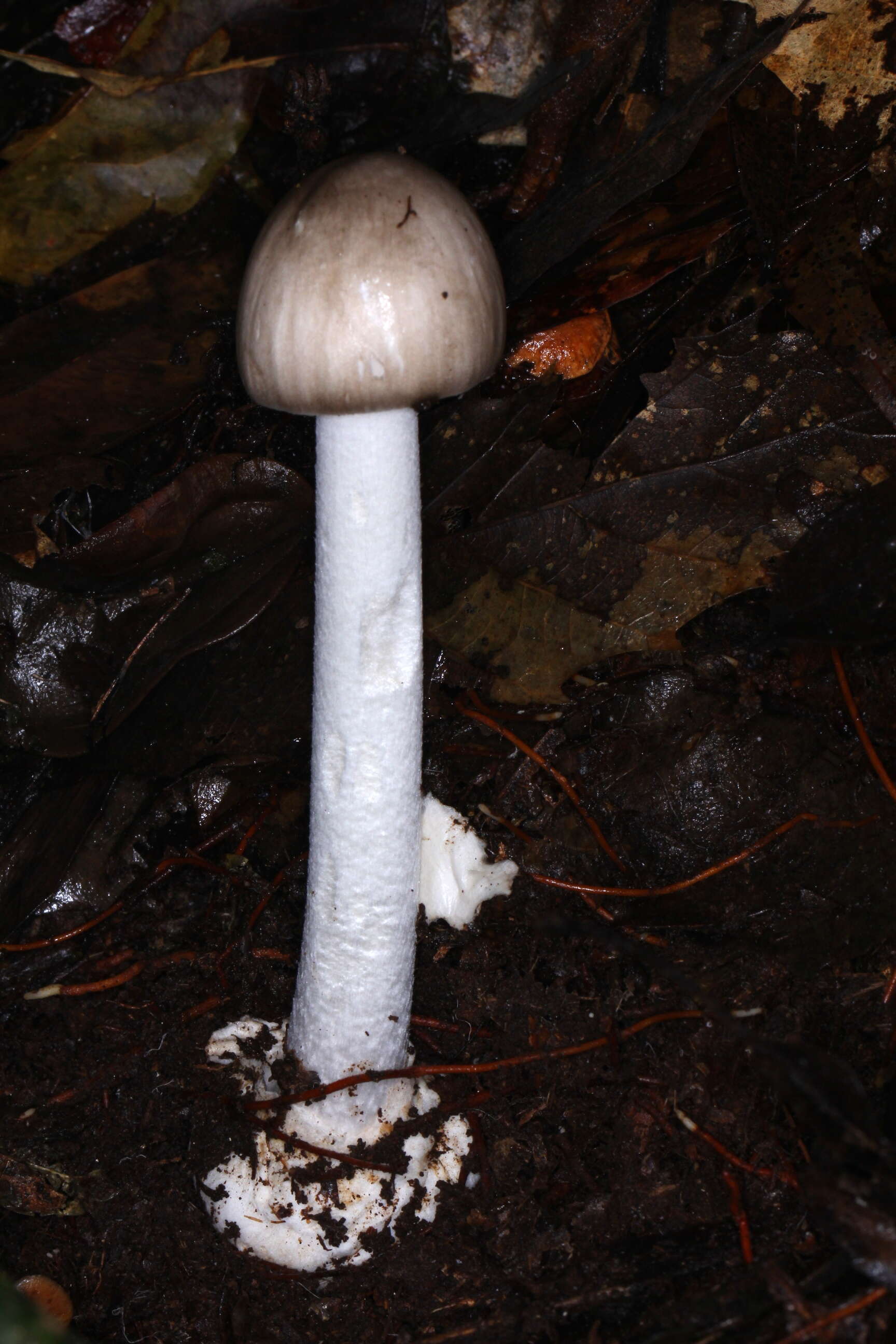 Image of Amanita arocheae Tulloss, Ovrebo & Halling 1992