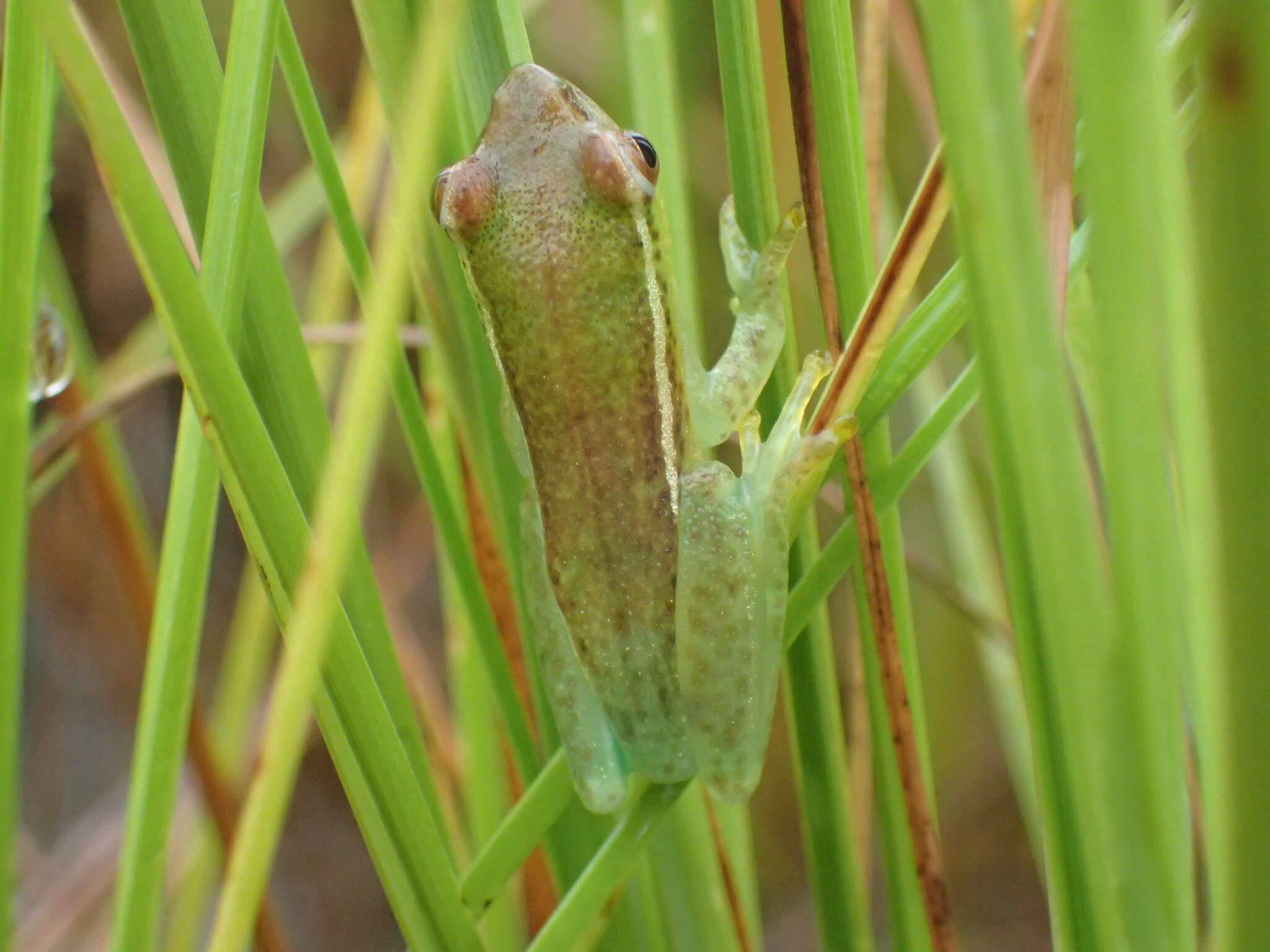 Image of Hyperolius nasicus Laurent 1943