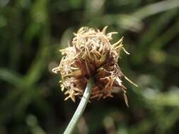 Plancia ëd Calliscirpus brachythrix C. N. Gilmour, J. R. Starr & Naczi