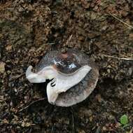 Image of Russula griseoviridis McNabb 1973