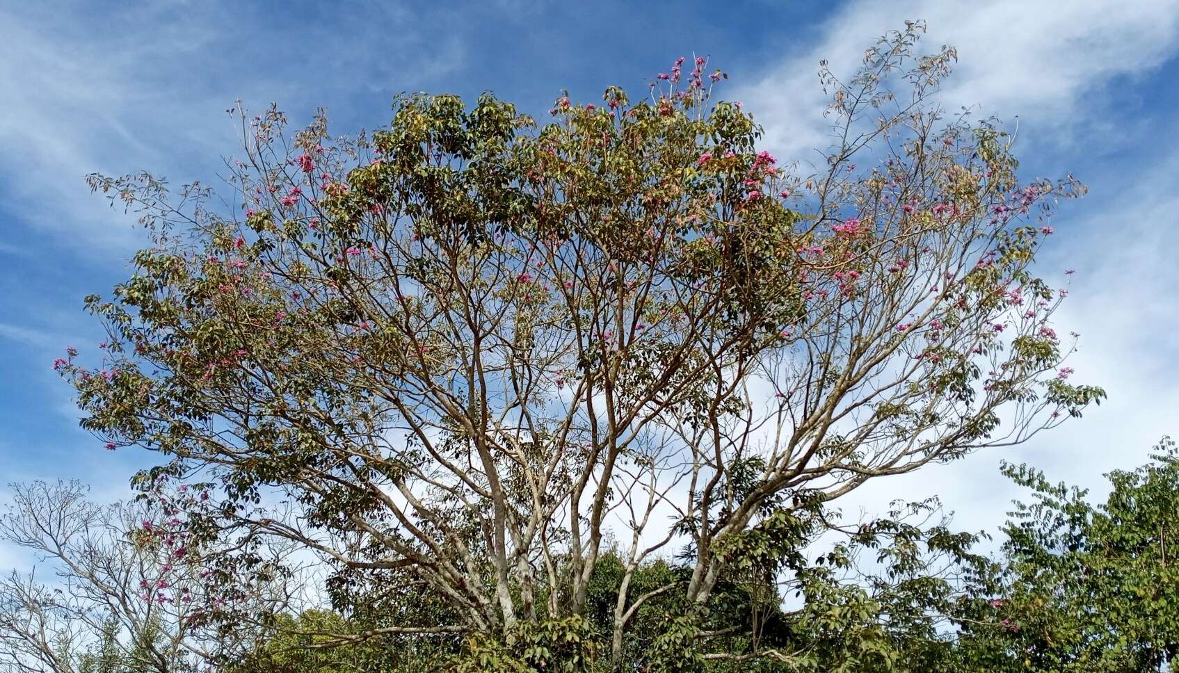 Imagem de Handroanthus heptaphyllus (Mart.) Mattos