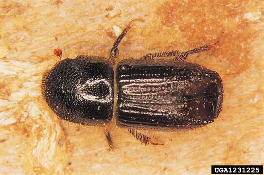 Image of european spruce bark beetle