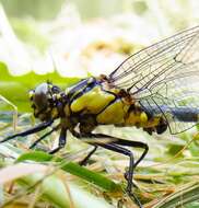 Image of Club-tailed Dragonfly