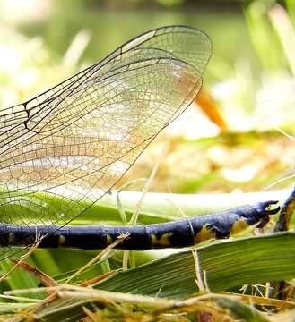 Image of Club-tailed Dragonfly