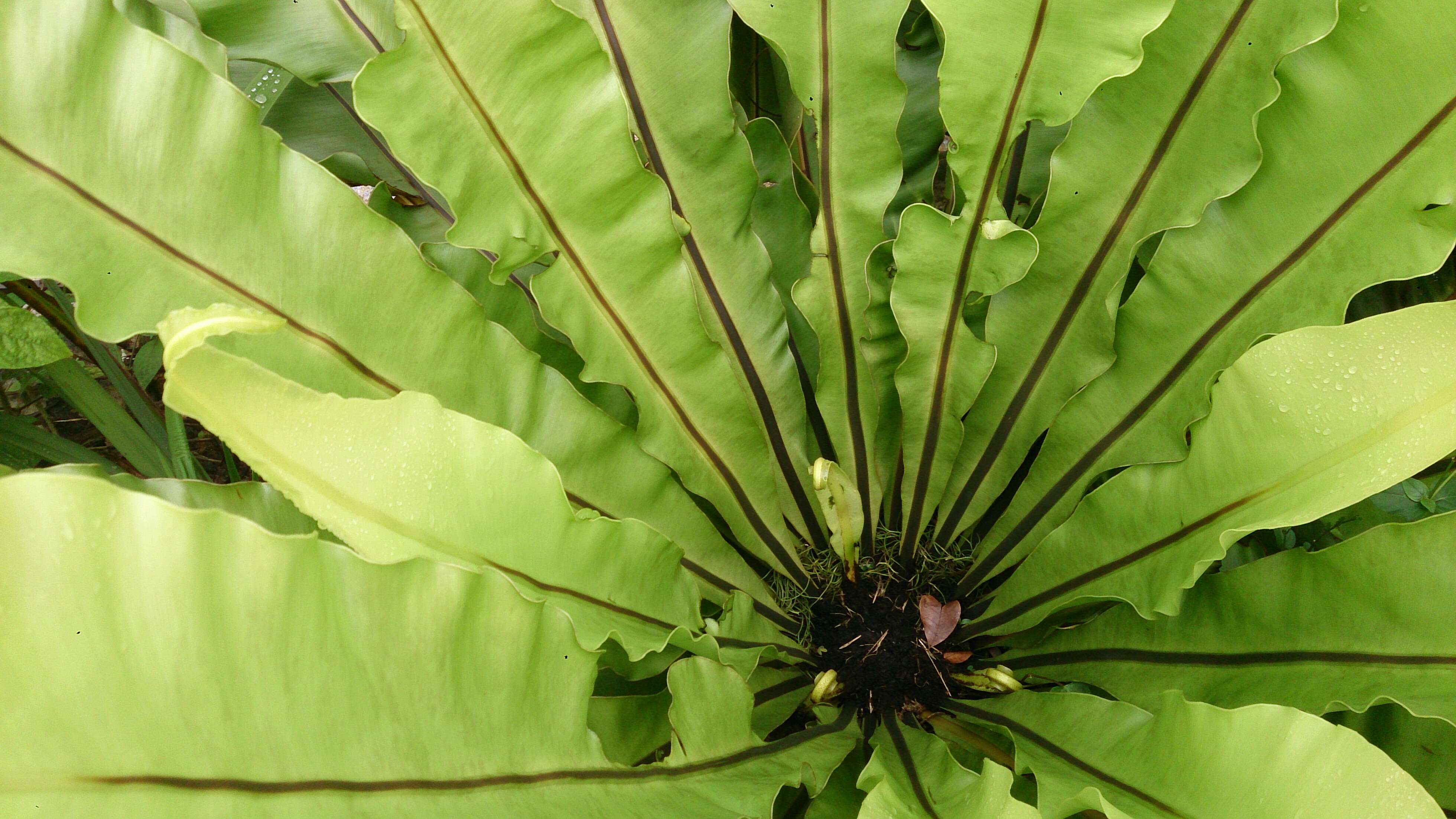 Слика од Asplenium nidus L.