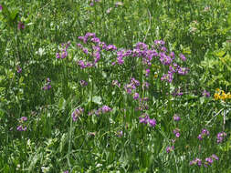 Слика од Primula auriculata Lam.