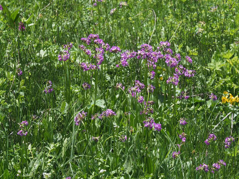 Слика од Primula auriculata Lam.