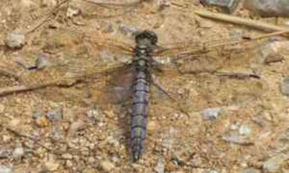 Image of Black-tailed Skimmer