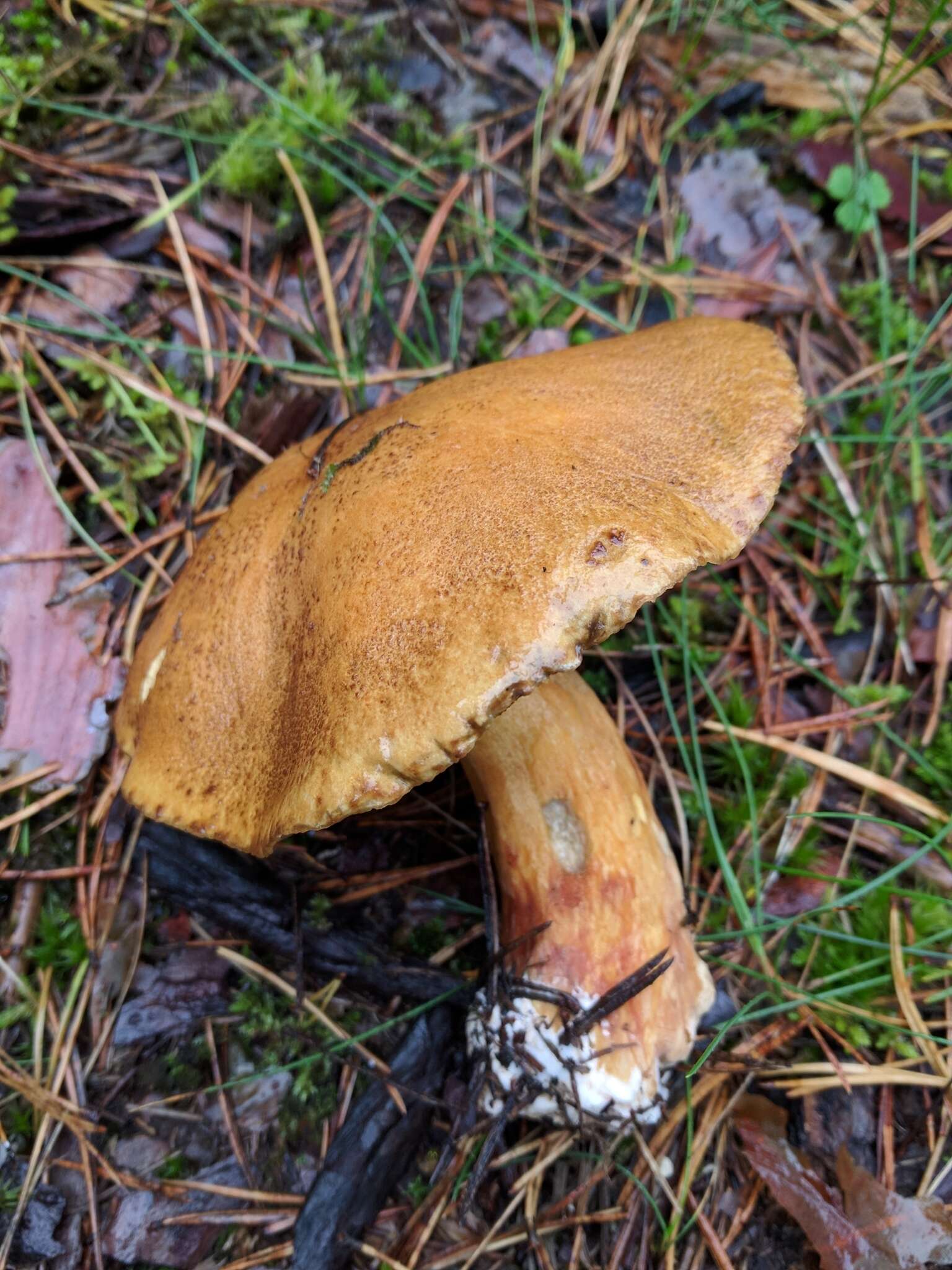 Image of Suillus variegatus (Sw.) Richon & Roze 1888